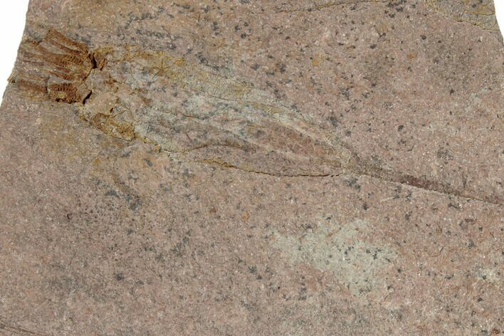 Fossil Eocrinoid (Ascocystites) - El Kaid Rami, Morocco #188610